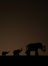 Silhouette Of Elephant At Sunset