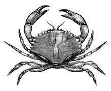 California Rock Crab, Vintage Illustration.