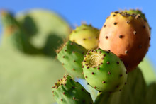   Close-up Of Cactus Colored Ripe Fruits Of Prickly Pear In Landscape Format With Green Text Field In Front Of Blue Sky   