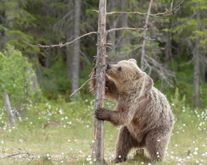 Wall Mural - Brown bear is licking the tree in a Finnish bog