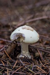  Two mushrooms with a bright hat close-up. Mushrooms hat among green moss and yellow leaves in the forest. mushrooms grow on moss. Inedible mushroom in the autumn forest. Mushroom and moss close-up, M