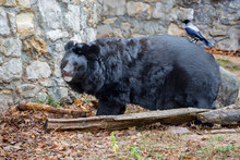 Asiatic Black Bear.  The Himalayan Bear, Or White-breasted Bear, Or Black Himalayan Bear Is A Species Of Mammal In The Order Carnivorous. Adult Himalayan Bear Is A Serious Predator, Which Is Afraid To