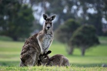Kangaroo With A Joey Trying To Get Into The Pouch In This Touching Mother And Child Moment At The Wonthaggi Golf Course, Wonthaggi, Gippsland, Victoria, Australia