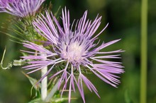 Galactites Tomentosa (purple Milk Thistle) Is A Biennial Herbaceous Plant Belonging To The Asteraceae Family, Crete