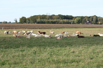 Leben auf dem Lande