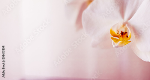 Dekoracja na wymiar  rozowy-kwiat-orchidei-w-rozkwicie-streszczenie-sztuka-tlo-kwiatowy-kwiat-i-kwiaty-w-przyrodzie-dla