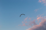 Fototapeta Na sufit - Seagull on a background of blue sky