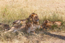 Lions Sleeping In The Grass