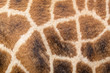 Masai Giraffe skin closeup