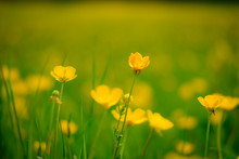 Close Up View Of Wild Buttercups Seen In An English Summer Meadow.