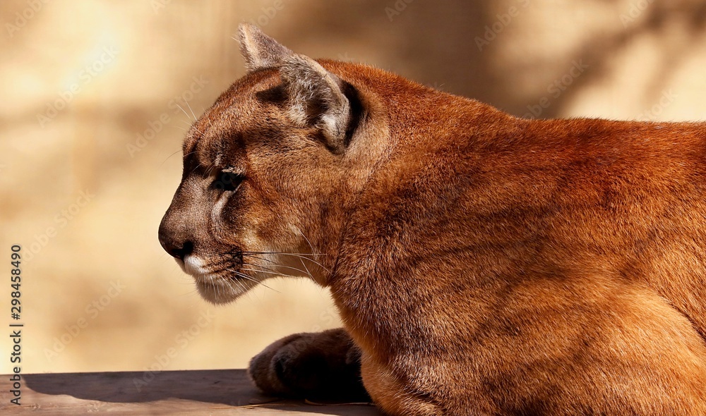 puma cougar animal