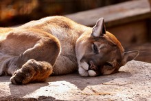 The Cougar (Puma Concolor)captive Animal  In Zoo, Is American Native Animal,known As Puma,catamount,mountain Lion,red Tiger Or Panther.