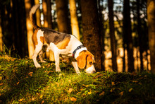 The Beagle Dog In Sunny Autumn Forest. Alerted Hound Searching For Scent And Listening To The Woods Sounds.