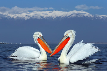 Wall Mural - Dalmatian Pelicans on Lake Kerkini in Winter