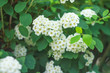 © Tora Stark - Flowering bushes of white spirea (Spiraea cantoniensis). Also known as Reeve's spiraea, Bridalwreath spirea, Meadowsweet, Double White May or May Bush).