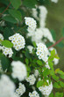 © Tora Stark - Flowering bushes of white spirea (Spiraea cantoniensis). Also known as Reeve's spiraea, Bridalwreath spirea, Meadowsweet, Double White May or May Bush).