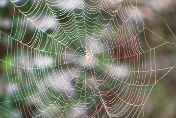 a closeup of an orb spiders web with morning dew.