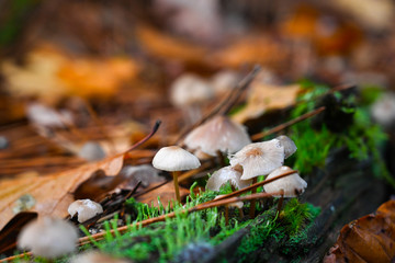 Canvas Print - Champignon