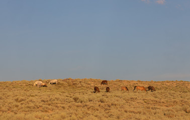 Canvas Print - Herd of Wild Horses in Sand Wash Basin Colorado