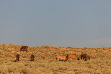 Canvas Print - Herd of Wild Horses in Sand Wash Basin Colorado