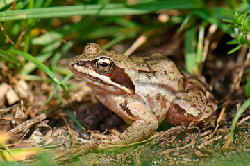 Canvas Print - Moorfrosch (Rana arvalis), Nationalpark Polesie, Polen - Moor frog, Polesie National Park in Poland