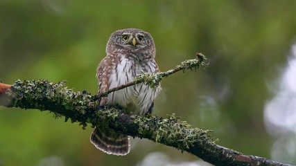 eurasian pygmy owl in mountain spruce forest