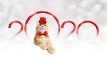 2020 Happy New Year Number Text With Funny Magic Ginger Cat With Red Hat And Christmas Ribbon Bow Isolated On Silver Blurred Lights Background