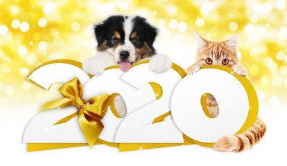 2020 happy new year number text, dog puppy and cat pet with golden christmas ribbon bow isolated on golden blurred lights background