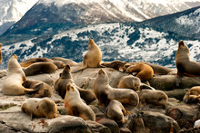 Sea Lions In Ushuaia Patagonia