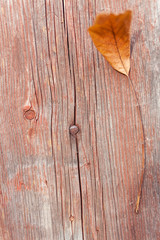  Old weathered wood background with autumn leaf. Wood texture background. Abstract background