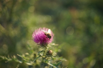 Canvas Print - Bee working on wildflowers in a sunny green field.