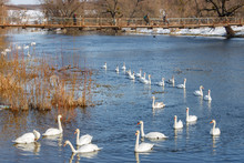 Flock Of White Swans Swimming On The Blue River Surface Against Dry Plants On The Shore And Suspension Bridge In Sunny Winter Day