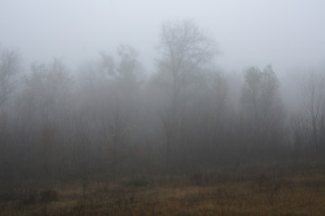 Naklejka na meble Autumn landscapes in the fog