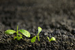 Fresh seedlings in fertile soil under rain, space for text