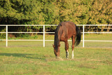 Fototapeta Konie - Beautiful chestnut horse grazing on green pasture