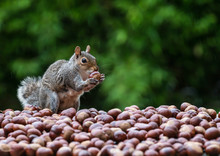 Squirrel And Nuts