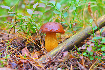 Wall Mural - Marone Pilz im Herbstwald - brown Bay Bolete mushroom in autumn forest