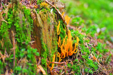 Wall Mural - Gegabelter Hörnling  CALOCERA FURCATA - CALOCERA FURCATA, a fungal genus in the Dacrymycetes order in forest