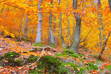 Wall Mural - Pfälzer Wald im Herbst - in Palatinate Forest in autumn