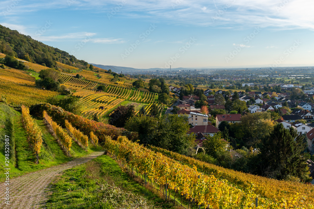 Herbst und herbstliche Farben in den Weinreben von Schriesheim in Baden-Württemberg .Aussicht von der Strahlenburg - obrazy, fototapety, plakaty 