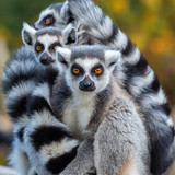 Fototapeta Zwierzęta - Portrait of a Lemur Catta