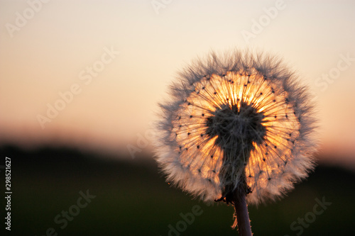 The sun illuminates a dande...