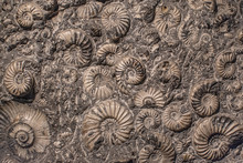 Abstract Seashell Fossil Background