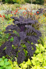 Wall Mural - lila Grünkohl vegetables,purple kale