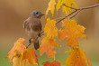 © Melody Mellinger - A female, Eastern Bluebird perches on an autumn branch on a fall day.