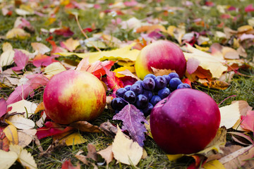 blue grapes and ripe red apples among the bright fallen autumn leaves, wallpaper, thanksgiving day