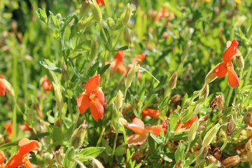 This bright and beautiful native plant, growing in Palm Canyon of the Colorado Desert, is botanically recognized as Erythranthe Cardinalis, and known commonly as Scarlet Monkeyflower.