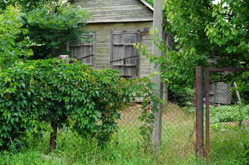 Poster - old wooden door and ivy