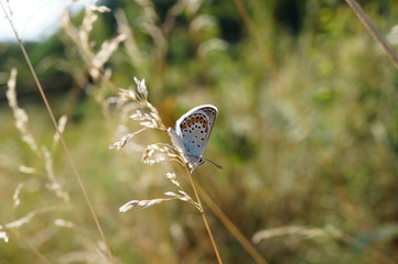 butterfly on flower