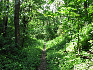 Ravine in the forest